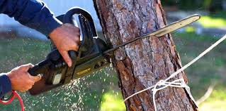 Trusted Carmel By The Sea, CA Tree Care Experts