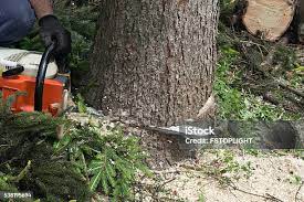 Best Emergency Tree Removal  in Rmel By The Sea, CA