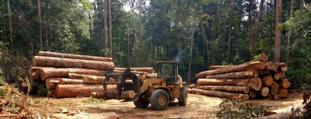 Best Tree Disease Treatment  in Rmel By The Sea, CA